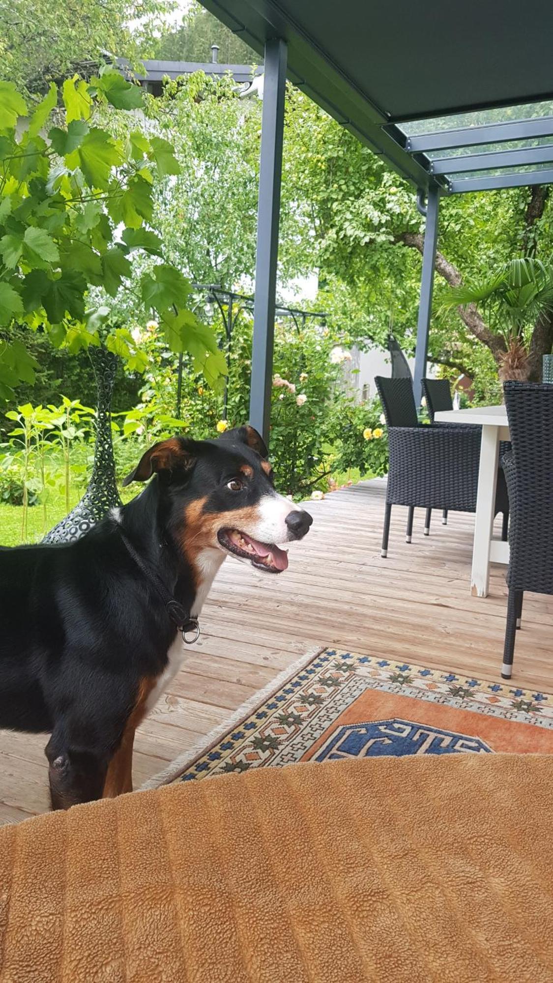 Jagd Trifft Moderne & Boutique Jardin Ferienhaus Annaberg im Lammertal Buitenkant foto